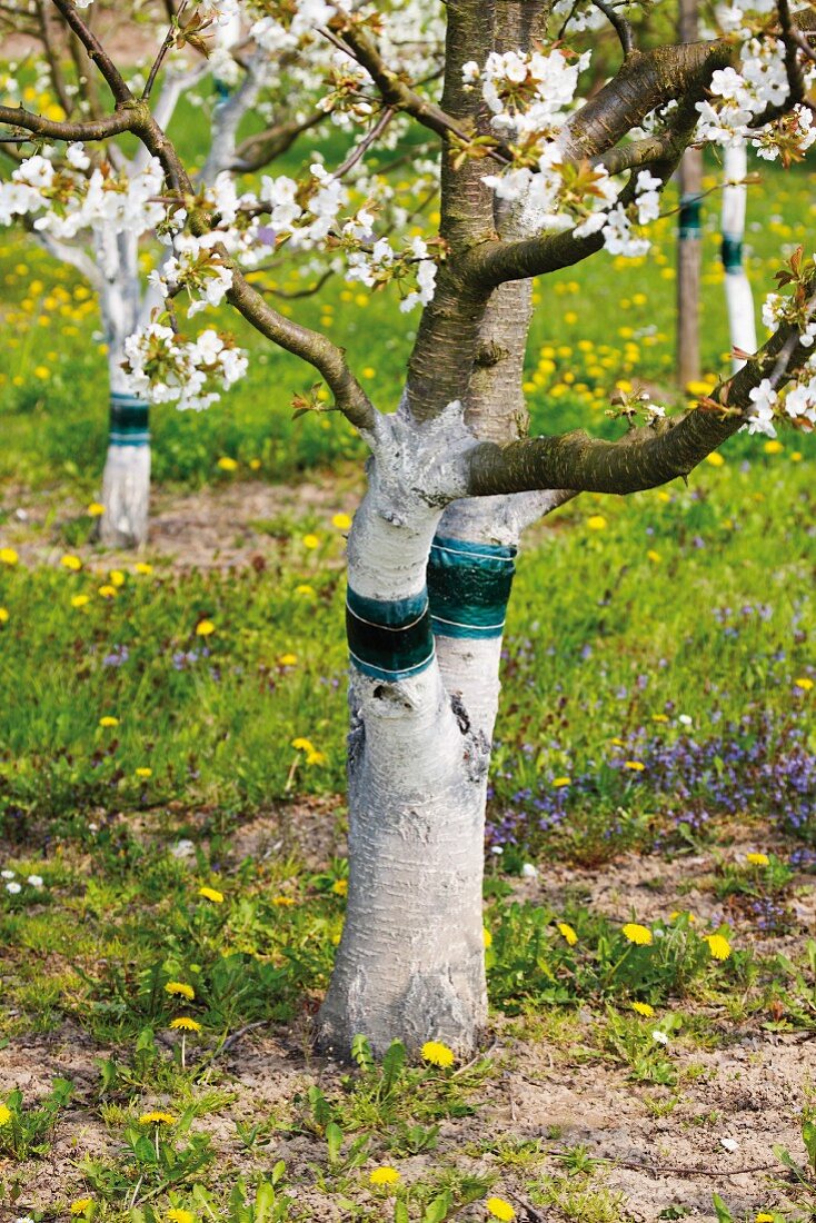 Glue bands around fruit trees to deter pests