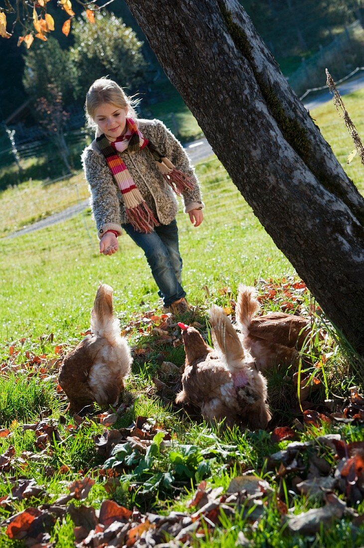 Mädchen füttert Hühner auf herbstlicher Wiese