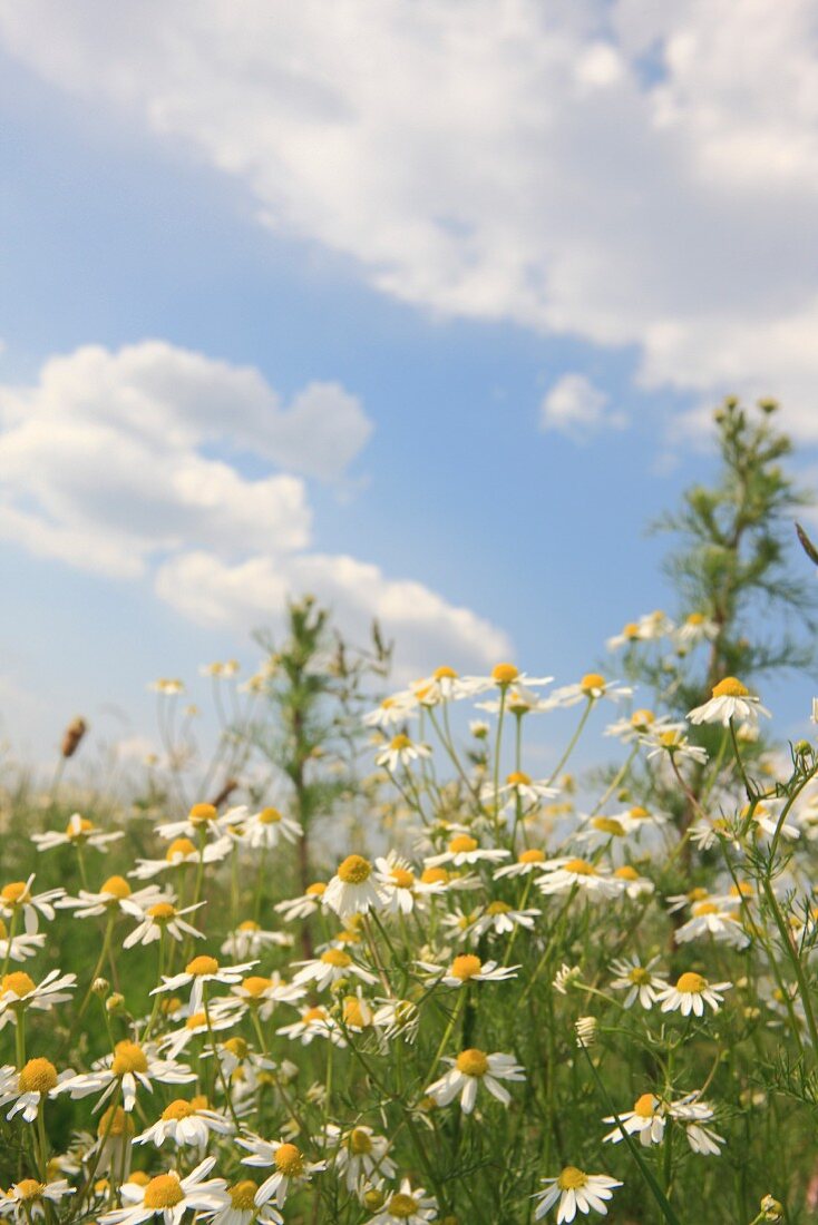 Blühende Kamillen auf der Wiese