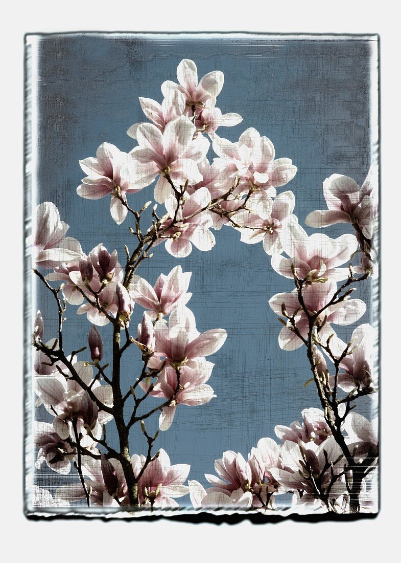Flowering magnolia branches (abstract)