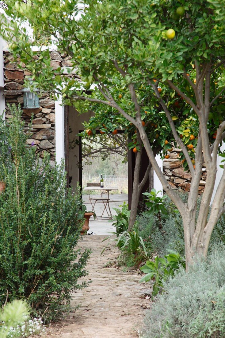 Mediterranean fruit trees lining garden path and view through open house doors of garden table beyond