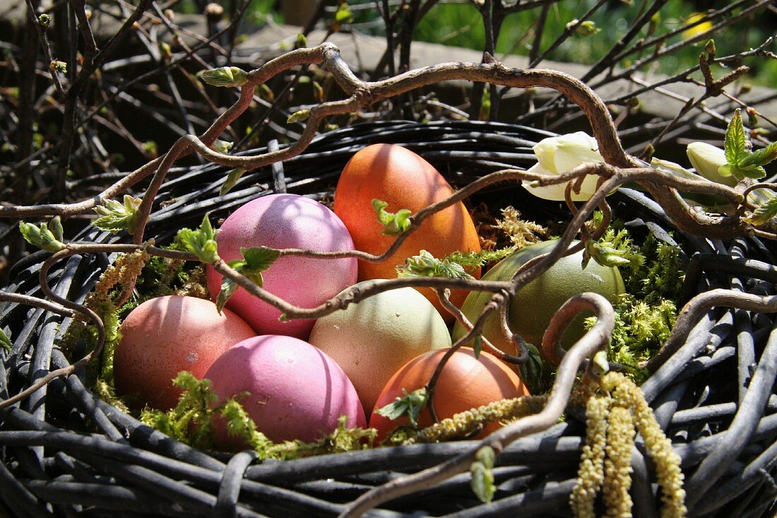 Colourful, dyed Easter eggs in nest