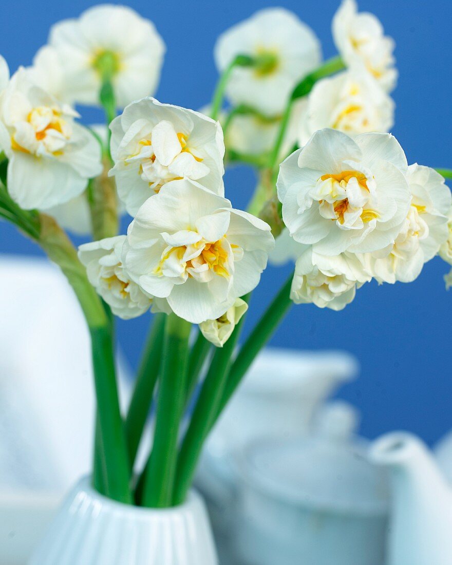 White double narcissus in vase