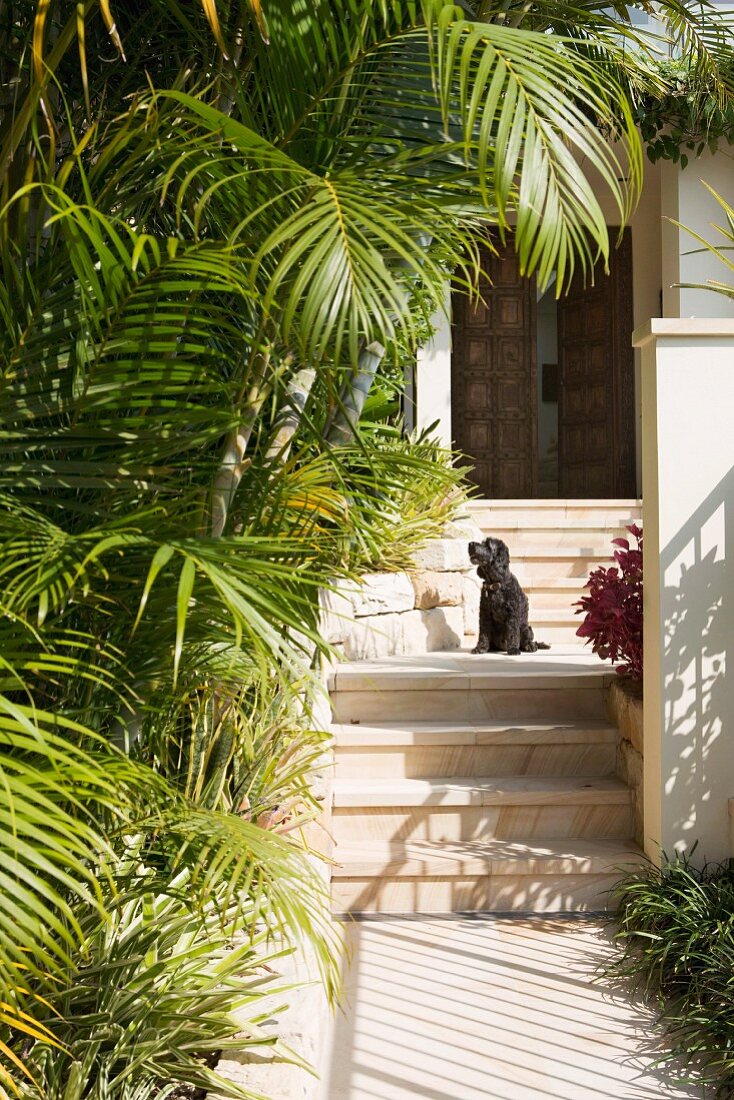 Hund auf Treppe vor Haustür in mediterranem Garten