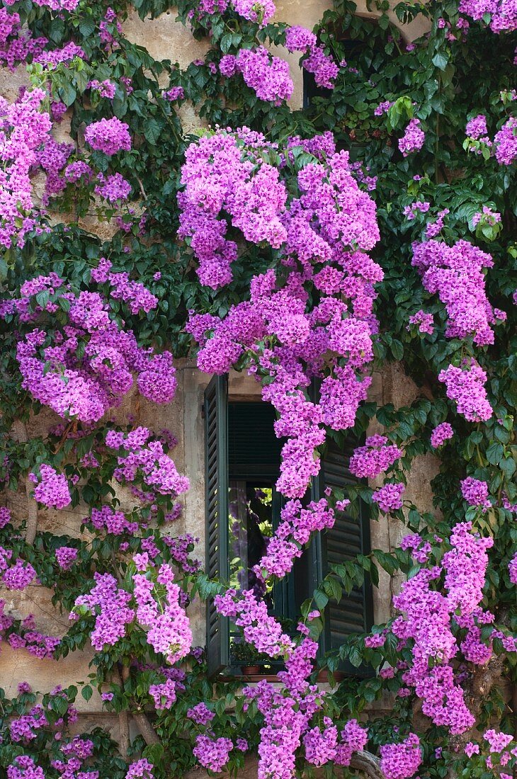 Climbing plant with purple flowers on Mediterranean house