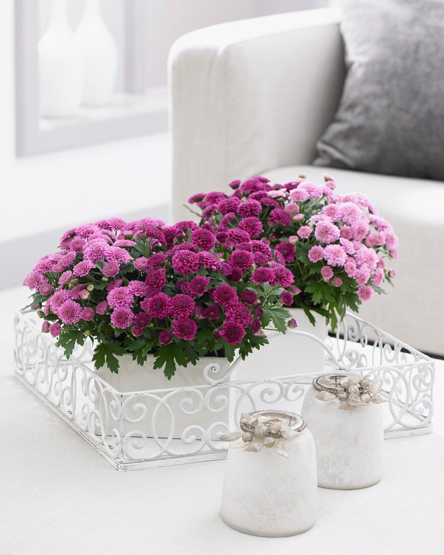 A variety of chrysanthemums on coffee table