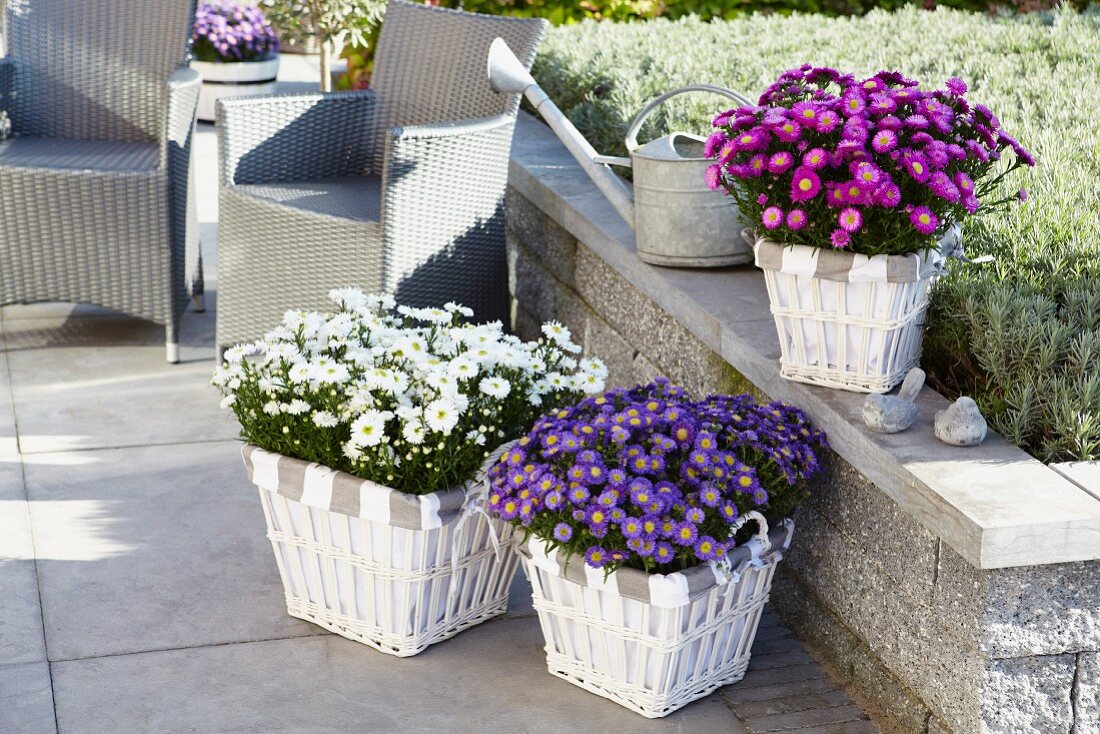 A variety of asters ('Aspatio', Novi belgii') planted in baskets