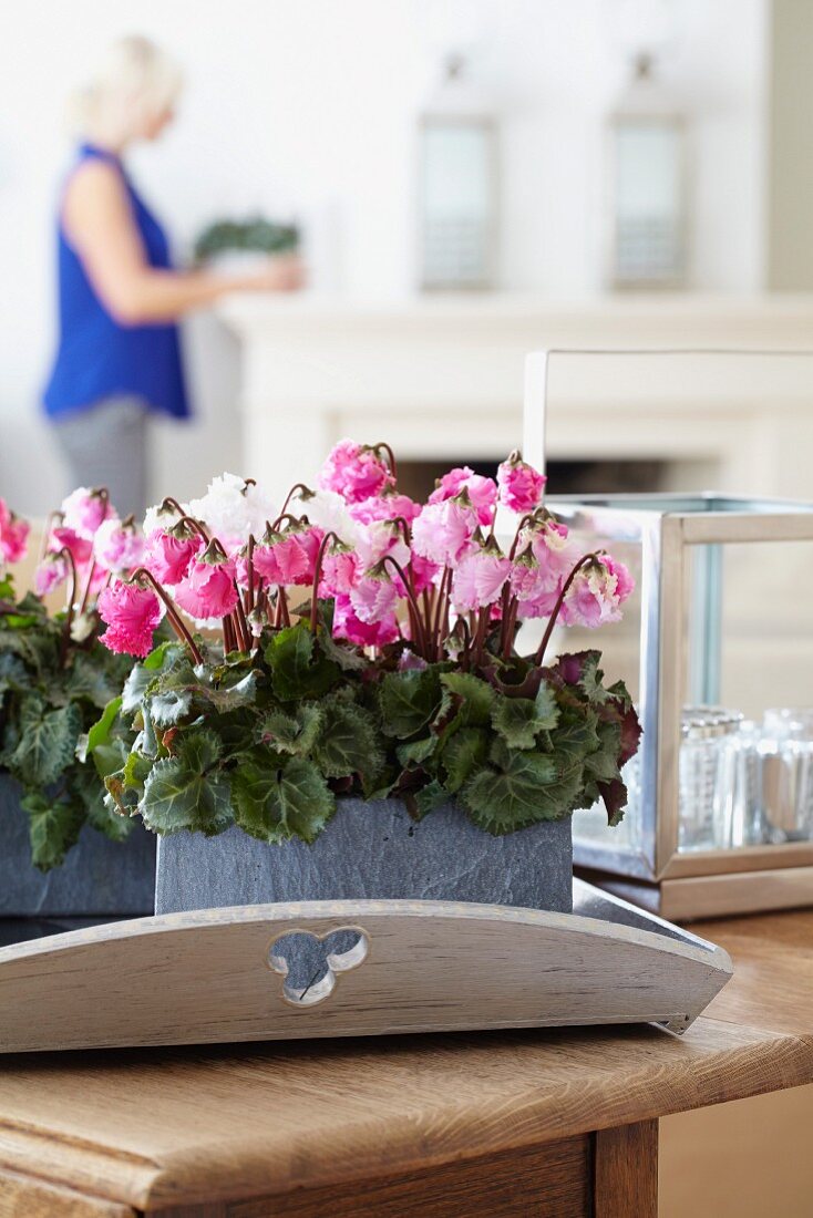 Cyclamen 'Bellissima mix' as table centrepiece