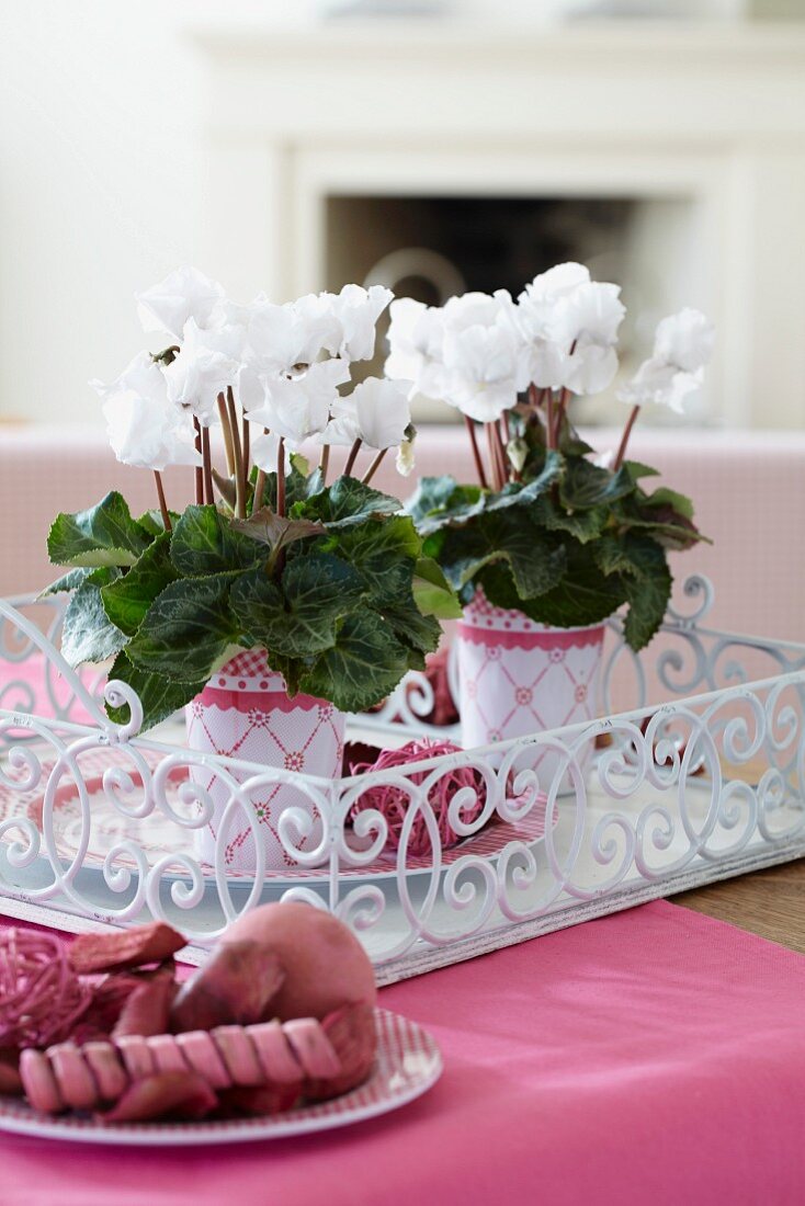 Cyclamen miniwella 'Original White' on coffee table