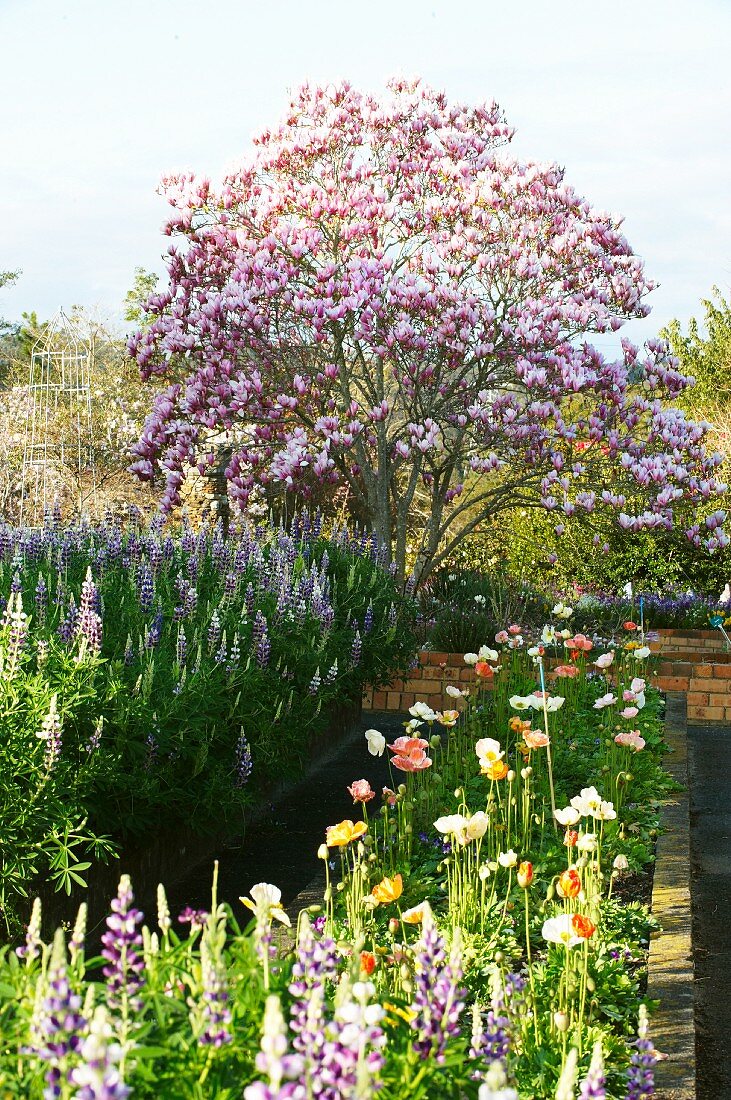 Blühender Magnolienbaum, Lupinien und Tulpen im Garten