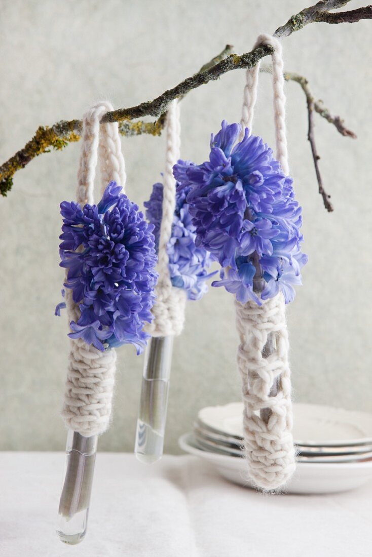 Blue hyacinths in test tubes with crocheted holders