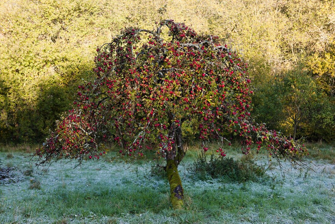 Apfelbaum in winterlicher Stimmung mit Rauhreif