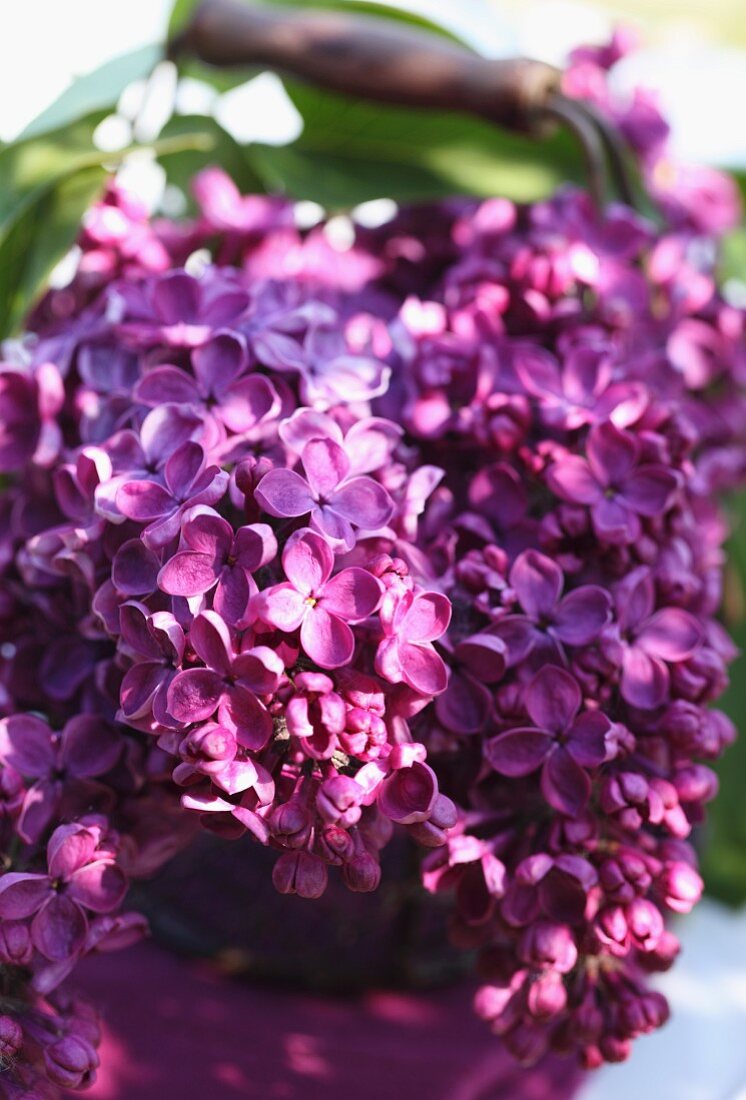 Purple lilac flowers (close-up)