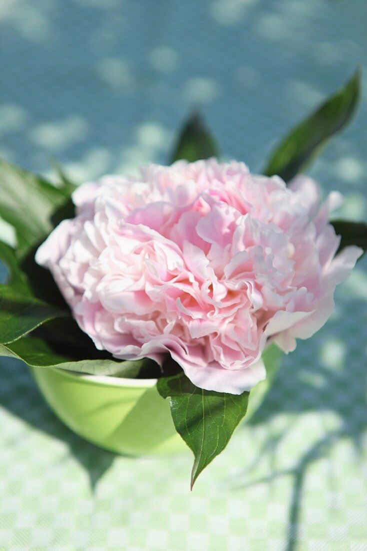 A pink peony