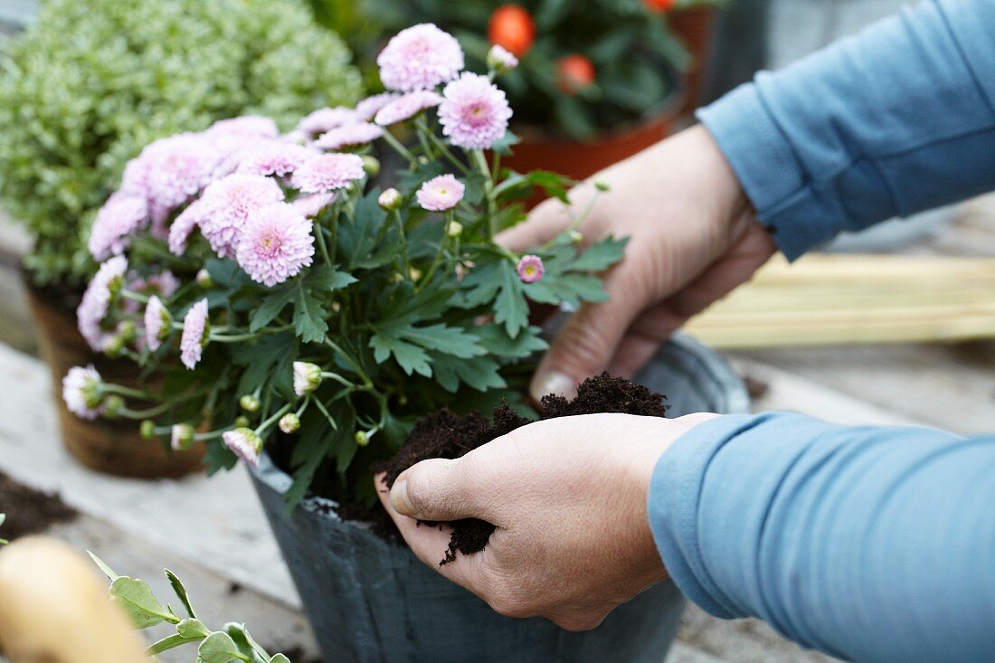 Frau beim Chrysanthemen umtopfen