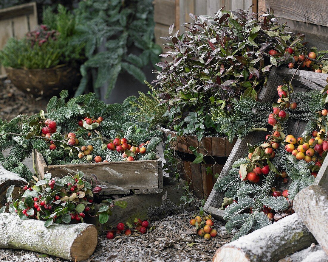 Winter arrangement with crab apples and leucothoe