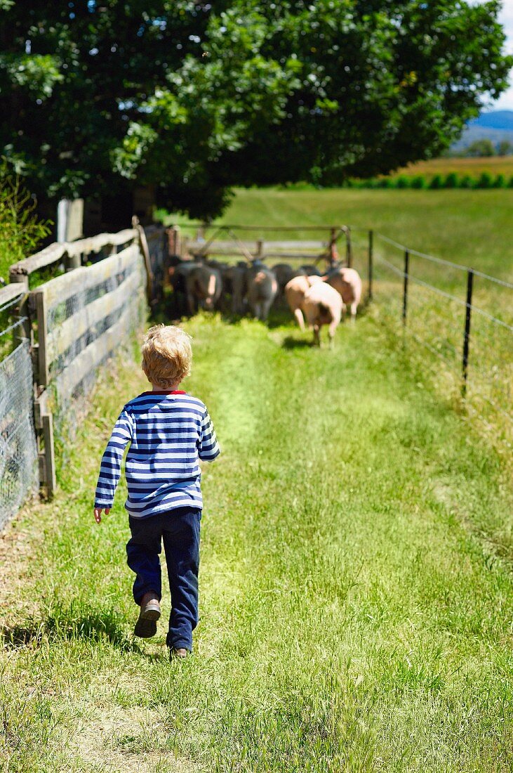 Kleiner Junge treibt die Schafe auf die Weide