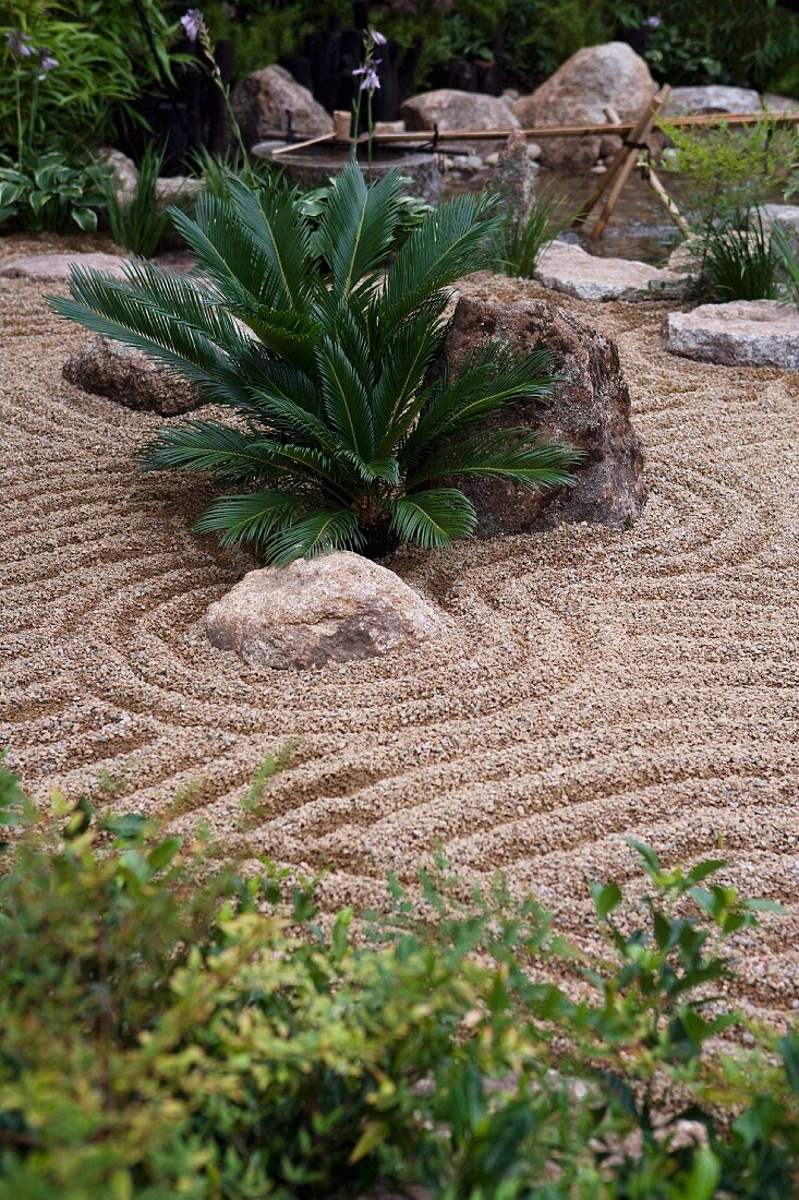 Kleine Palmenpflanze und Findlinge in japanisch gestaltetem Kiesgarten