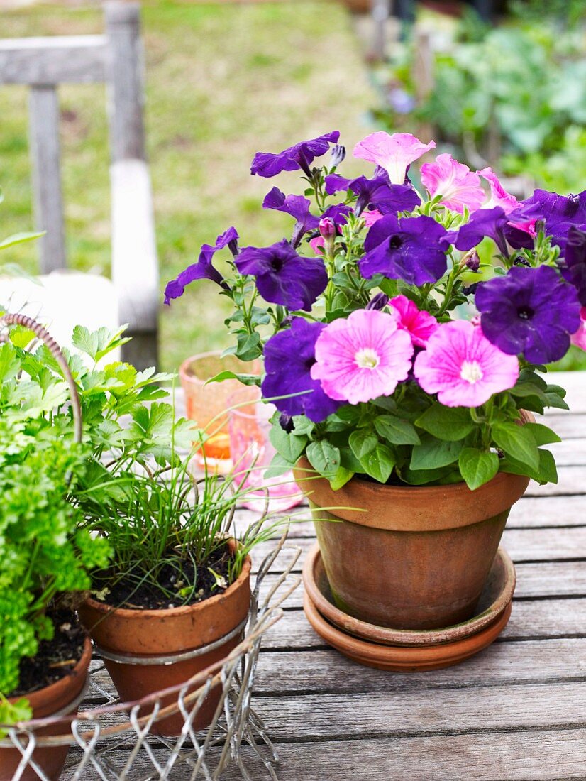 Petunias and herbs in terracotta pots on a patio table
