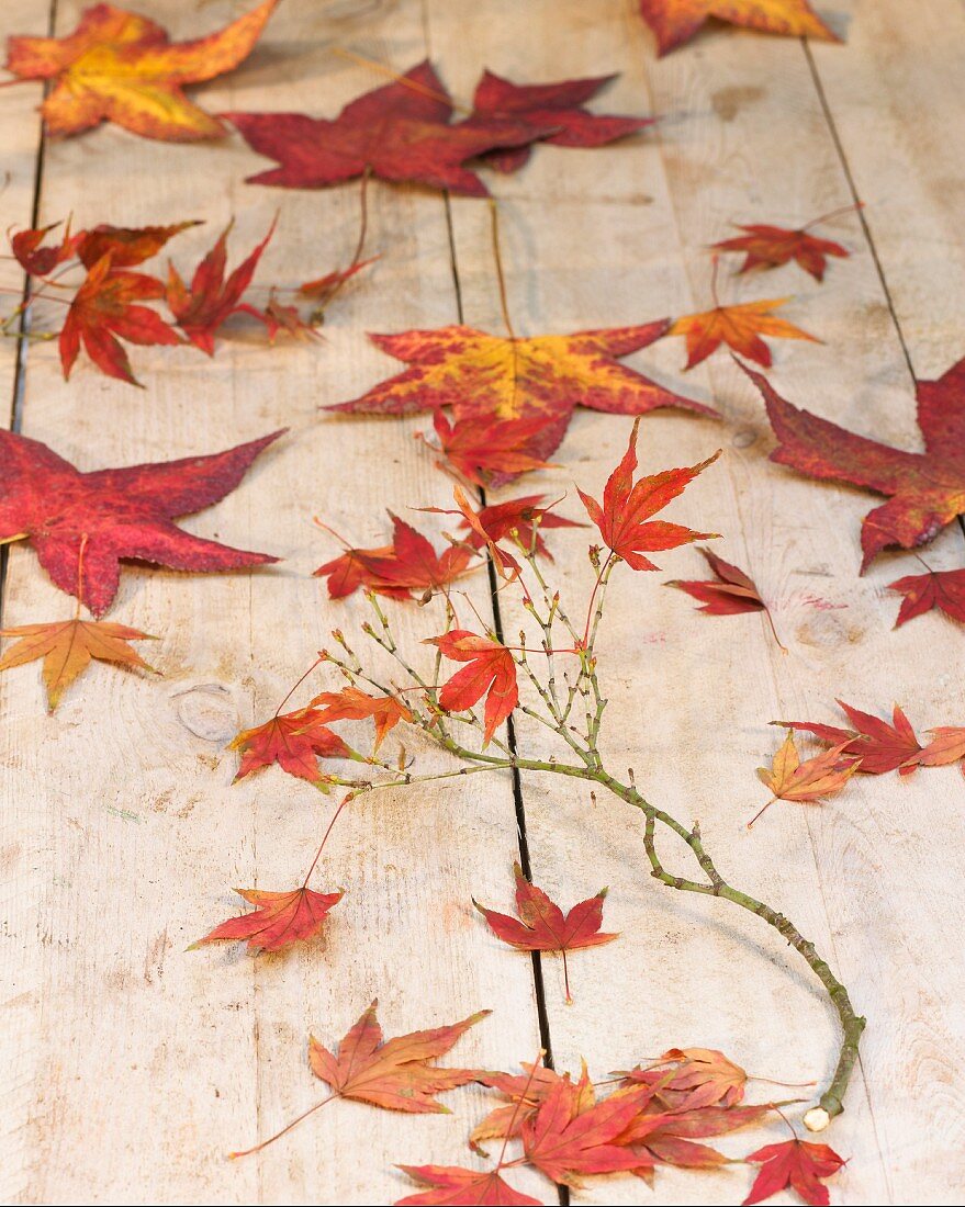 Autumn leaves and twig on wooden surface