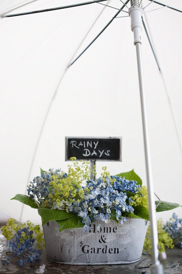 Hortensien und Frauenmantel im Blechkasten unter Regenschirm