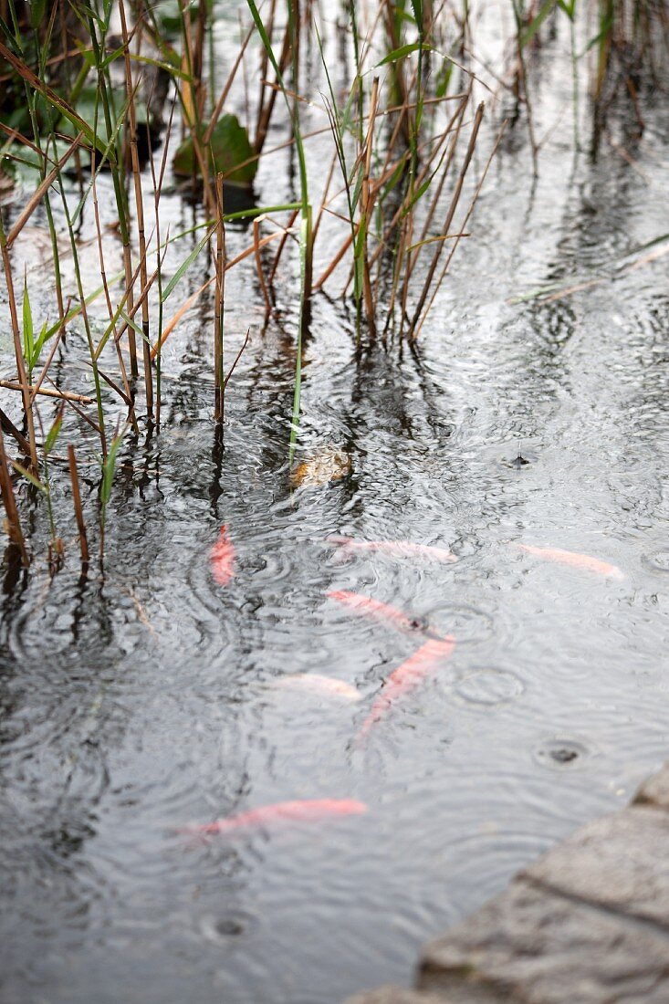 Teich mit Goldfischen und Gräsern im Regen
