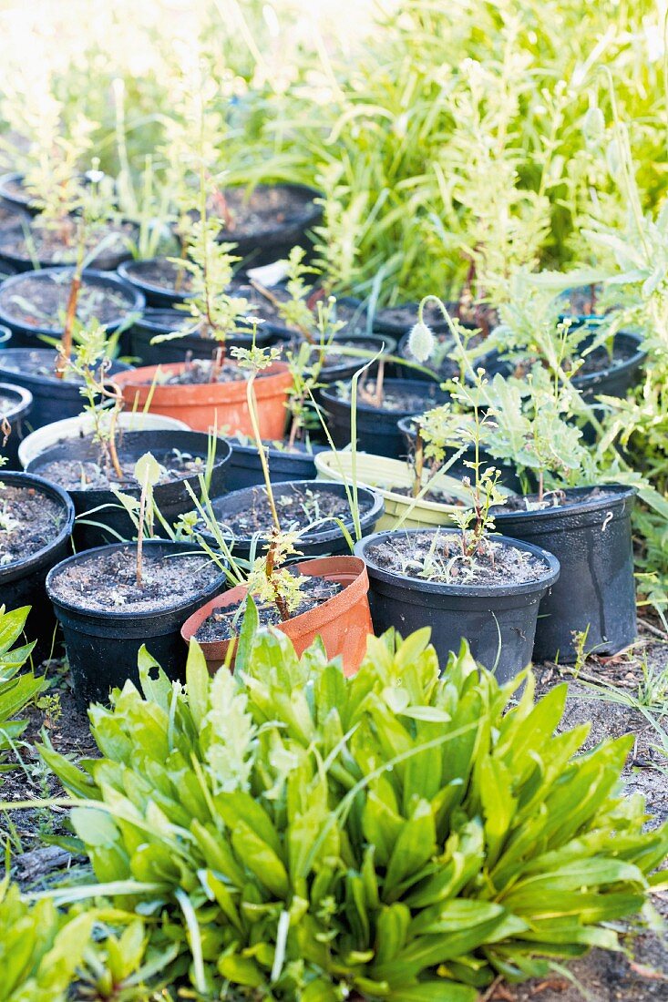 Sammlung schwarzer und roter Plastiktöpfe mit jungen Pflanzen in wild wachsender Gartenecke