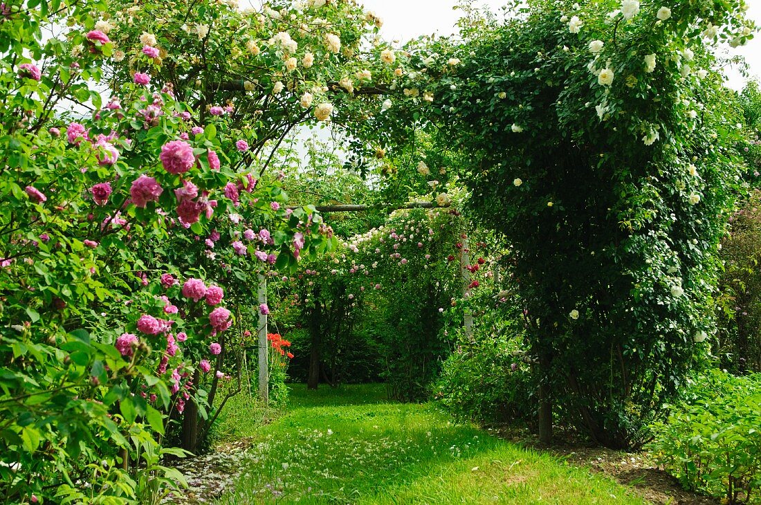 Romantic rose arch in garden