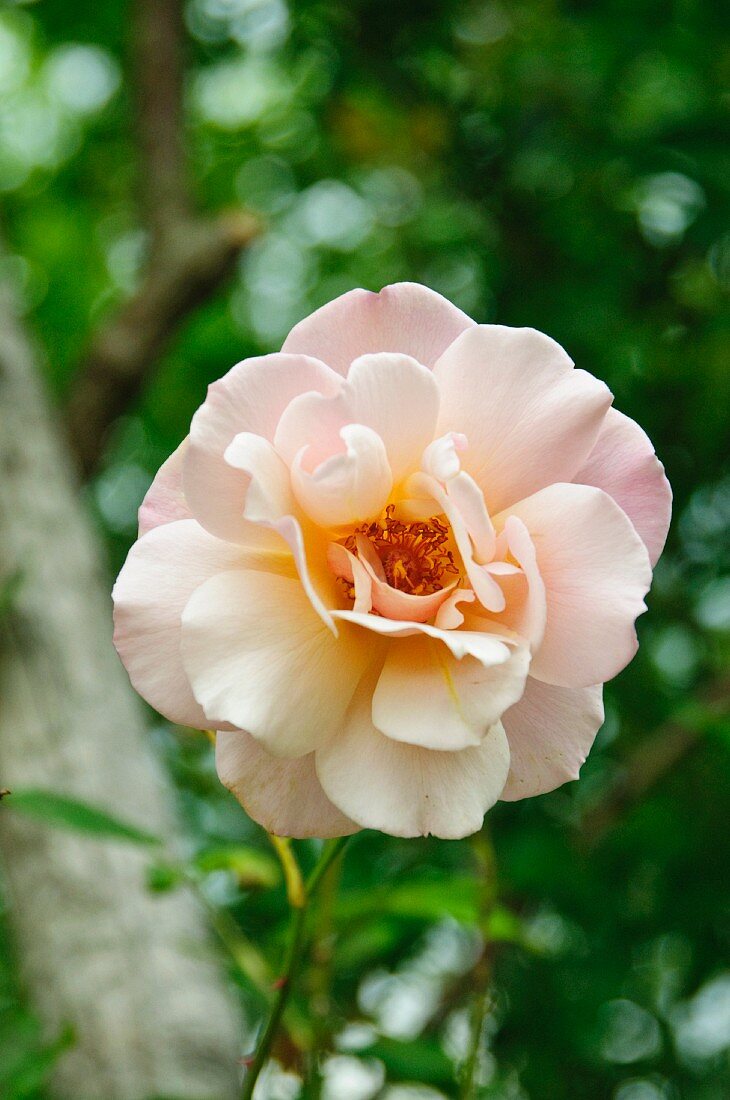 Rose bloom in garden