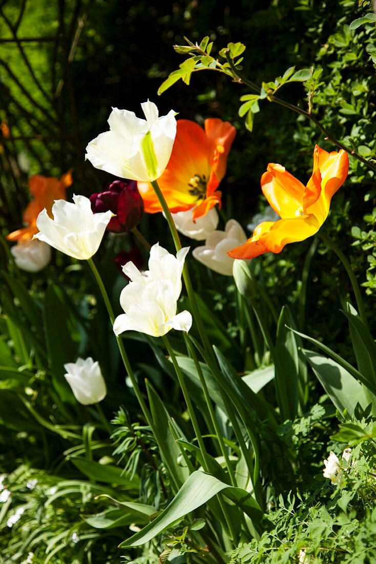 weiße und orangefarbene Tulpen im Garten