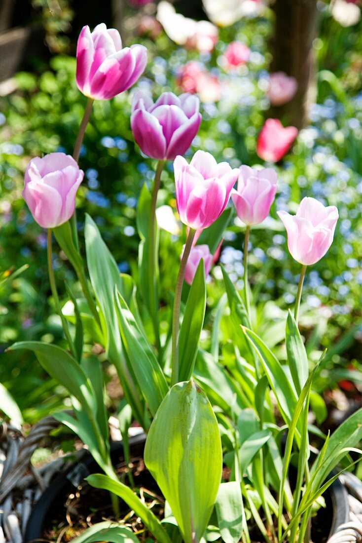 Pinkfarbene Tulpen im Pflanzkübel