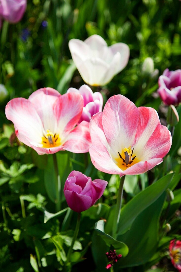 Various tulips in garden