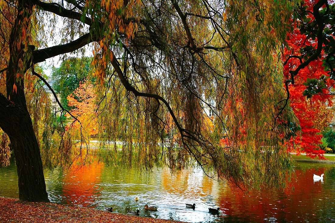 Weeping willow next to pond