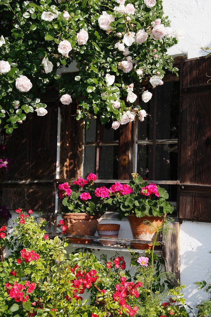 Blooming garden in front of farmhouse