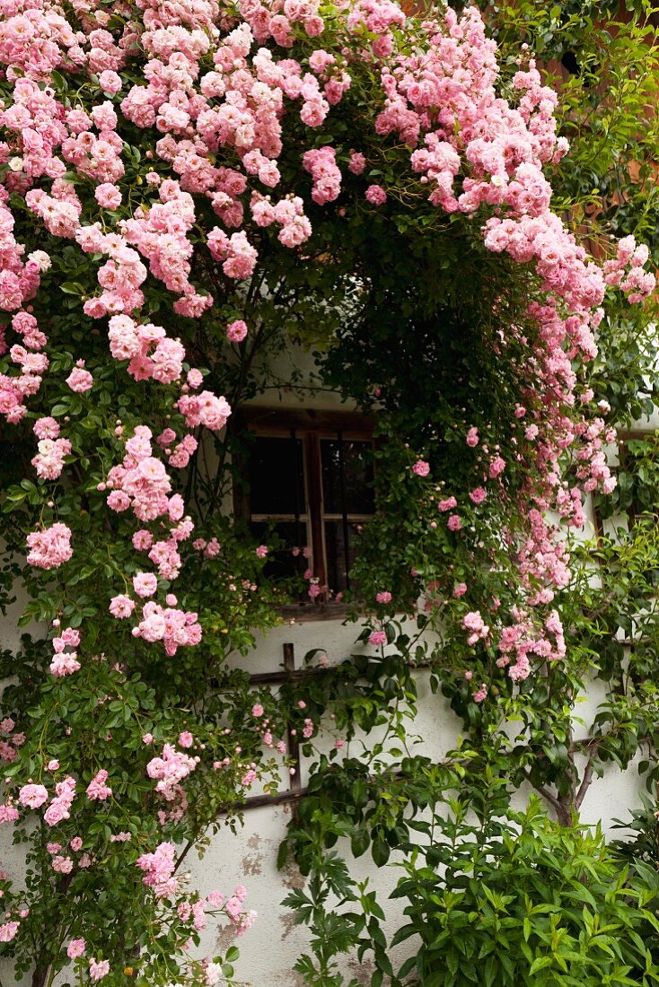 Fassadenausschnitt eines Bauernhauses berankt mit rosafarbenen Rosen