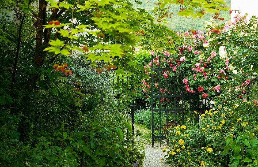 Blühender Rosenbusch vor Gartentor aus Metall in wildem Garten