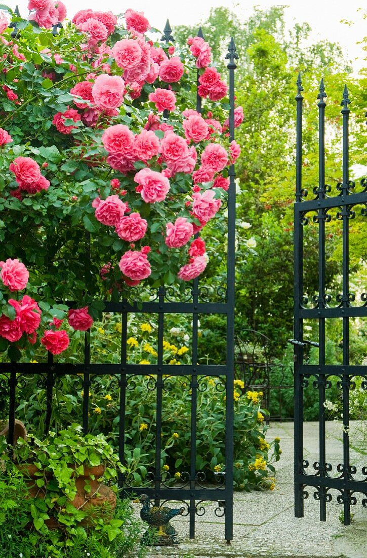 Pinkfarbene Rosenbusch vor Metall-Gartenzaun und offenes Tor