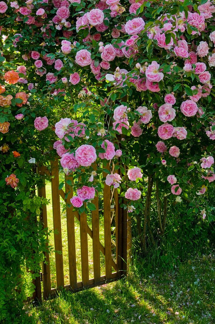 Pinkfarbener Rosenbusch am Zaun mit Gartentürchen