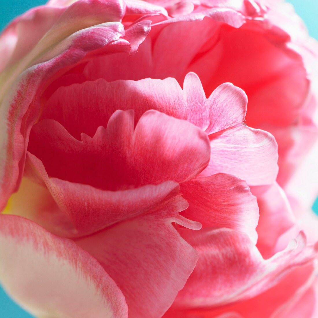 Eine rosa Tulpenblüte