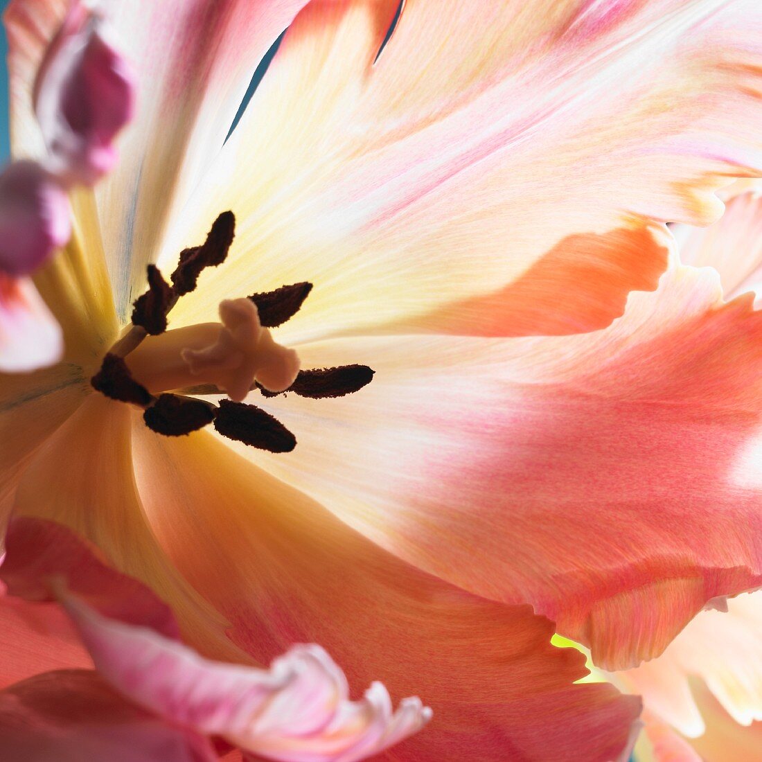 Eine rosa-gelbe Tulpe