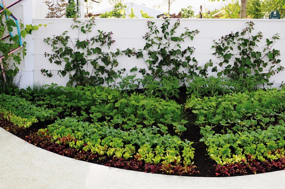 Semicircular vegetable patch against garden wall