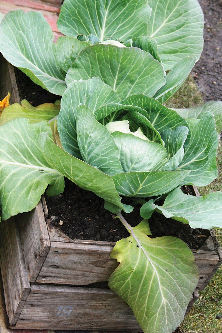 Cabbage in wooden window box