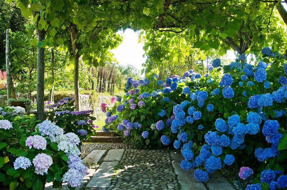 Hortensienbüsche an der Terrasse mit bewachsener Pergola in mediterranem Garten