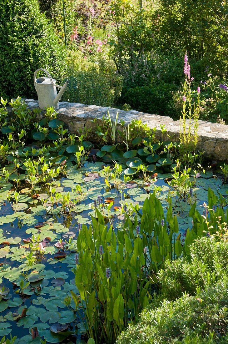 Water lilies in pool with stone surround in Mediterranean garden