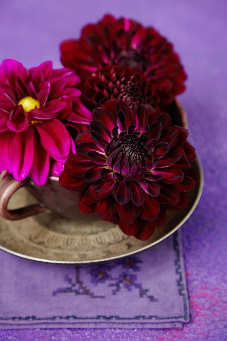 Purpurrote Dahlienblüten in Tasse mit Untertasse auf einer bestickten Leinenserviette