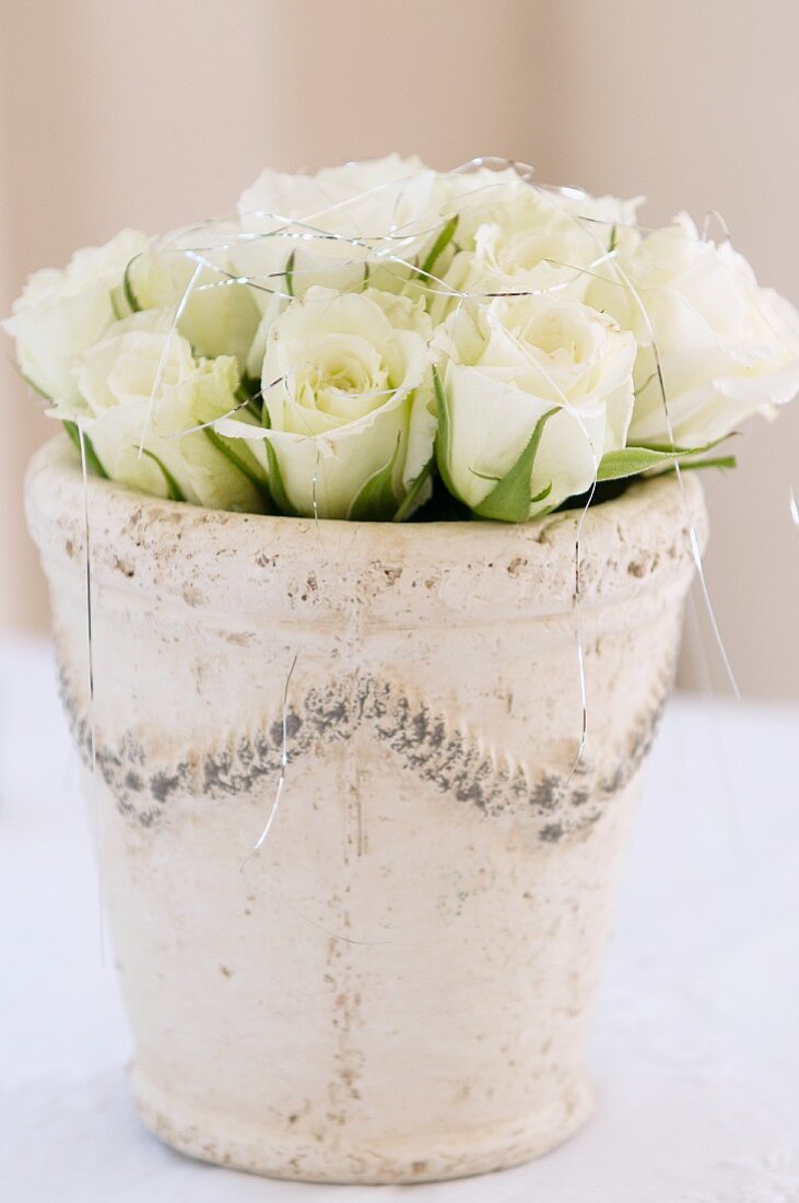 White roses in plant pot