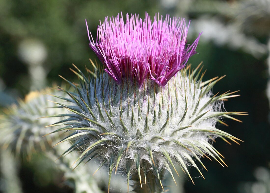 Eine blühende Distel