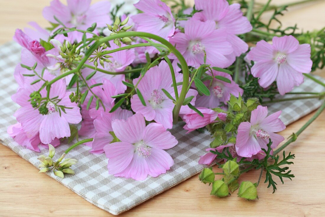 Mallow on a checked table cloth