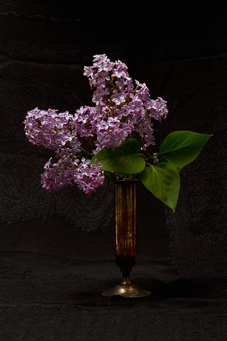 Flowering lilac in brass vase against black background