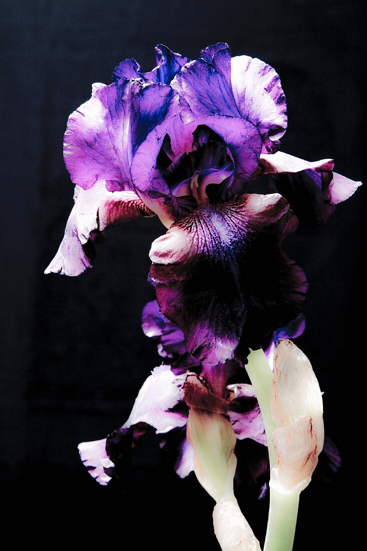 Eine Iris vor schwarzem Hintergrund